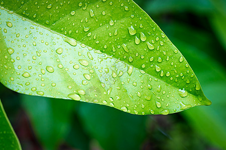 绿叶 加上水滴宏观植物叶子生长热带雨滴季节液体花园公园图片