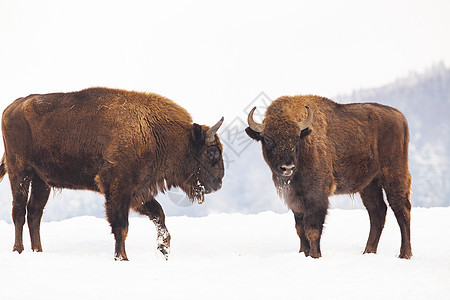 冬季自然生境中的欧洲野牛濒危奶牛国家动物群季节红利哺乳动物场地森林荒野背景图片