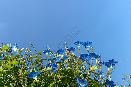 清晨花朵 蓝色天空荣耀树叶蓝花园艺藤蔓植物学植物群公园植物叶子图片