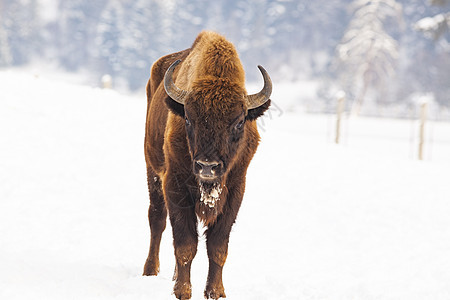 冬季自然生境中的欧洲野牛荒野野生动物木头奶牛哺乳动物森林季节动物群羊毛动物图片