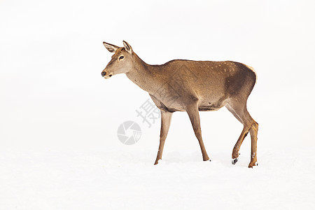 冬季雪中鹿场地女性降雪头发木头荒野生活动物野生动物男性图片