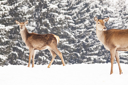 冬季雪中鹿仙境鱼子尾巴森林树木季节野生动物降雪木头女性图片