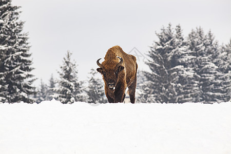 冬季自然生境中的欧洲野牛哺乳动物红利动物草原动物群野生动物场地季节濒危羊毛背景图片