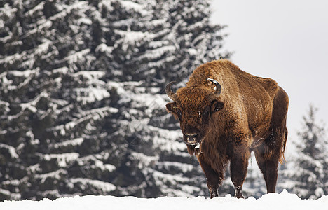 冬季自然生境中的欧洲野牛水牛奶牛森林场地男性野生动物国家动物喇叭木头图片