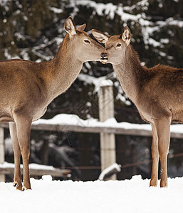 冬季雪中鹿哺乳动物荒野环境栖息地野生动物眼睛场地木头森林生活图片