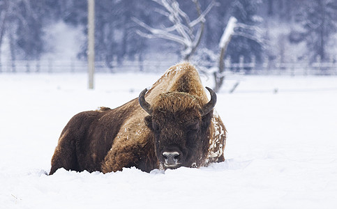 冬季自然生境中的欧洲野牛场地木头水牛草原动物群羊毛喇叭男性国家哺乳动物图片