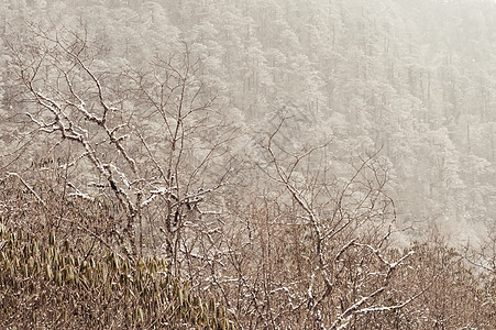 在冬天 树木覆盖着蓬松的雪 在寒冷的冬天阳光灿烂的日子里 森林树木上的白雪 乡村景观 右上角有文本复制空间图片