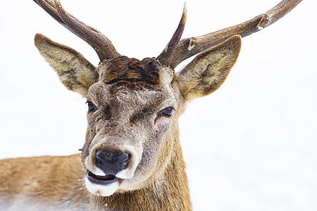 冬季雪中高贵的鹿公蓝色荒野男性马鹿牛角野生动物动物哺乳动物森林树木图片