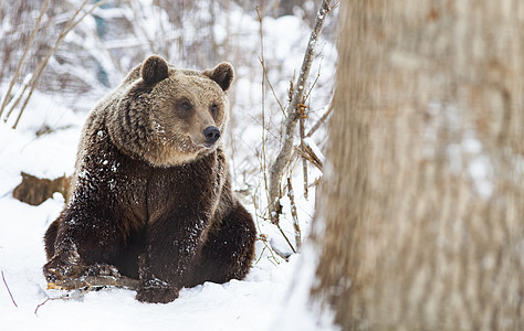 雪中棕熊野生动物动物群环境动物森林季节树木危险公园栖息地图片