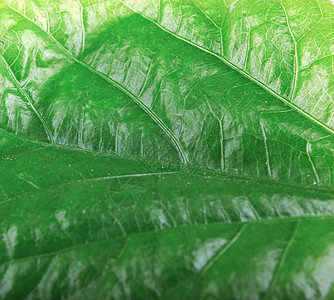 绿色树叶纹理生活季节风格生长植物植物群环境墙纸生态植被图片
