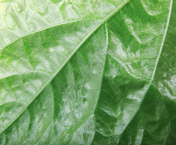 绿色树叶纹理环境生长季节植物群装饰生态植物学植被植物墙纸图片