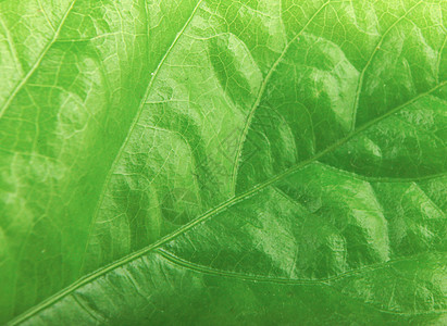 绿色树叶纹理生态环境装饰植物学植被季节墙纸植物风格生活图片