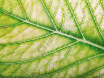 绿色树叶纹理植被植物群装饰生态植物学风格墙纸环境生长宏观背景图片
