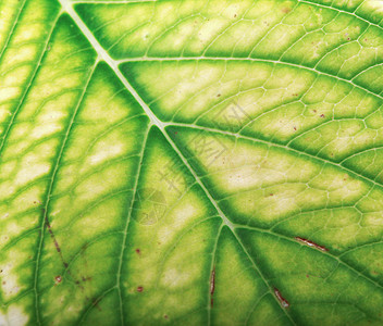 绿色树叶纹理植物学装饰生长植物植被风格生态季节植物群墙纸图片