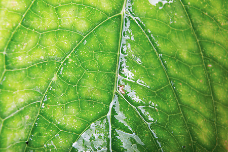 绿色树叶纹理墙纸植物学生活环境植被植物生态风格生长装饰图片