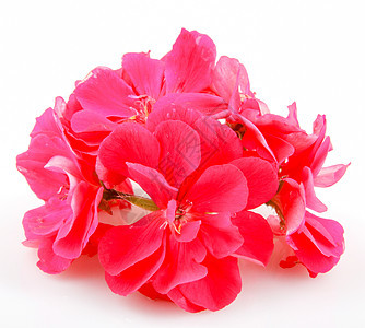 天竺葵花植物生长花束花瓣植物群粉色红色叶子团体绿色图片