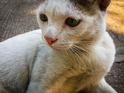 白猫 黄眼睛坐在地上宠物小猫黄色地面红色猫咪猫科哺乳动物眼睛动物图片