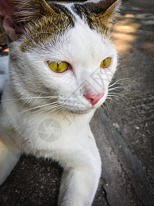 白猫 黄眼睛坐在地上地面猫咪黄色眼睛哺乳动物小猫毛皮猫科宠物白色图片