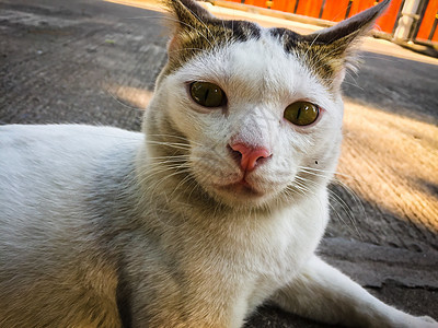 白猫 黄眼睛坐在地上哺乳动物白色毛皮猫咪红色猫科黄色小猫宠物地面图片