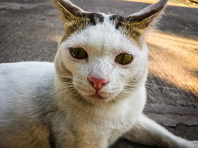 白猫 黄眼睛坐在地上猫科红色动物白色眼睛小猫猫咪地面毛皮宠物图片