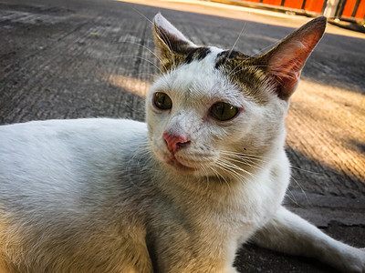 白猫 黄眼睛坐在地上地面猫科白色动物猫咪毛皮眼睛哺乳动物宠物黄色图片