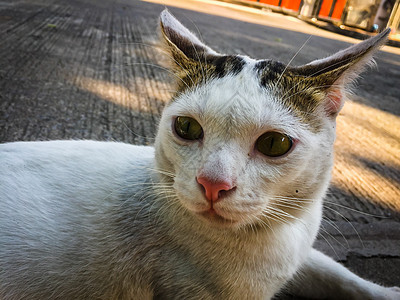 白猫 黄眼睛坐在地上宠物白色小猫红色哺乳动物地面猫科眼睛猫咪动物图片