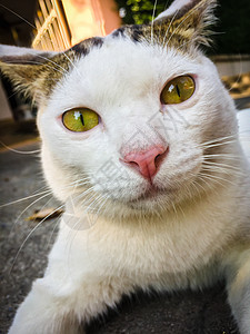 白猫 黄眼睛坐在地上动物宠物白色猫咪红色眼睛毛皮黄色小猫哺乳动物图片