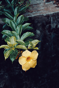 马达加斯加灌木花瓣叶子烟草植物学花园金子生长喇叭植物群图片