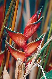马达加斯加 安珀山琥珀色情调植物群葫芦岩石植物学花园金刚鹦鹉叶子国家图片