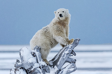 北极熊 北北极捕食动物寒冷蓝色海事天气艺术濒危婴儿食肉漂移母亲图片