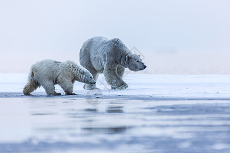北极熊 北北极捕食动物冰山栖息地妈妈艺术食肉天空捕食者斗争哺乳动物苔原图片