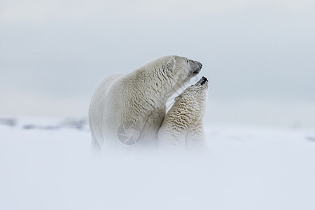 北极熊 北北极捕食动物艺术栖息地哺乳动物苔原夫妻旅行海洋危险蓝色濒危图片