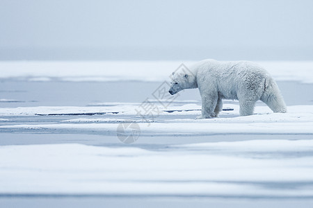 北极熊 北北极捕食动物幼兽漂移苔原栖息地食肉海洋爪子婴儿旅行自然图片
