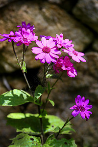 一群紫色的花朵图片