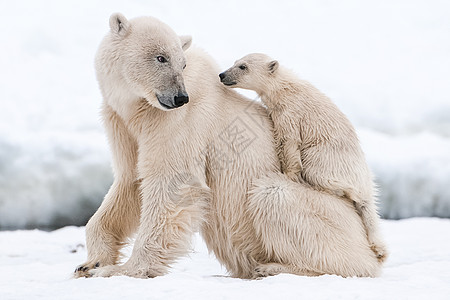 北极熊 北北极捕食动物栖息地食肉斗争荒野猎人哺乳动物蓝色自然毛皮生物图片