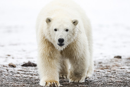 北极熊 北北极捕食动物漂移濒危捕食者毛皮婴儿食肉天气危险母性自然图片