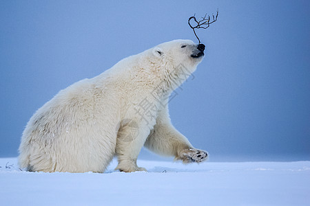 北极熊 北北极捕食动物艺术母性自然野生动物濒危漂移寒冷夫妻幼兽危险图片