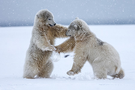 北極熊北极熊 北北极捕食动物旅行自然妈妈野生动物荒野漂移艺术婴儿爪子母性背景