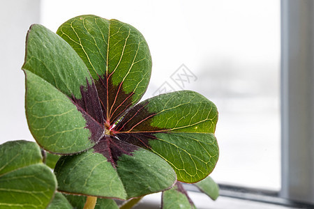 花盆中幸运的三叶草图边界植物季节树叶文化庆典运气叶子传统四叶图片