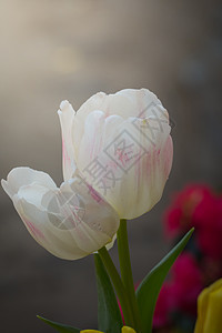 美丽的郁金香花束 色彩多彩的郁金香 自然背景太阳阳光花园野花花瓣植物群射线蓝色场地晴天图片