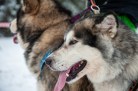 阿拉斯加马拉穆特狗黑与白森林鼻子朋友男性雪橇犬类毛皮舌头乐趣图片