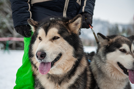 阿拉斯加马拉穆特狗森林雪橇哺乳动物犬类男性眼睛宠物黑与白鼻子舌头图片