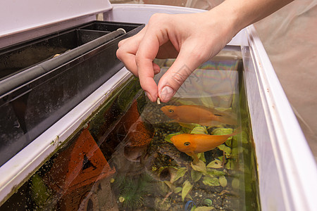 给水族馆鱼类提供干燥大型食物鱼友水族慈母早餐均衡投掷午餐鹦鹉养殖慈鲷图片