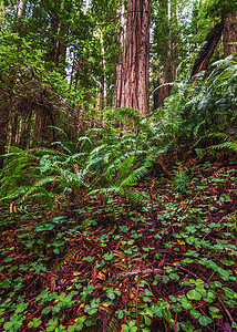 美丽的北加利福尼亚州红木森林景观 美景树木植物国家天空木头远足林业生活绿色游客图片