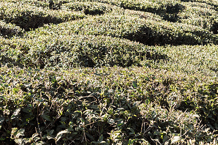 茶园的浮雕景观  位于印度喀拉拉邦的 Idukki 区 著名的茶园和生物多样性重点旅游目的地耕地绿色环境保护种植风光农田农作物草图片