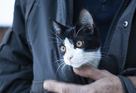 男人拿着可爱的小猫 在冬大衣下宠物乐趣帽子动物衣服快乐雪花微笑外套卡通片图片