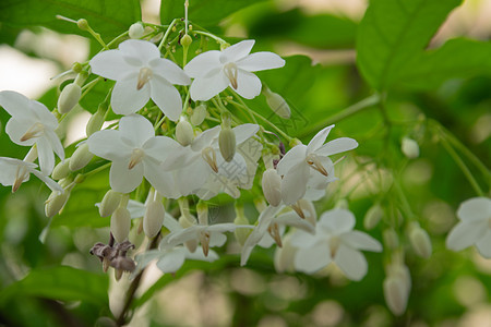 清晨花园里的白花朵图片