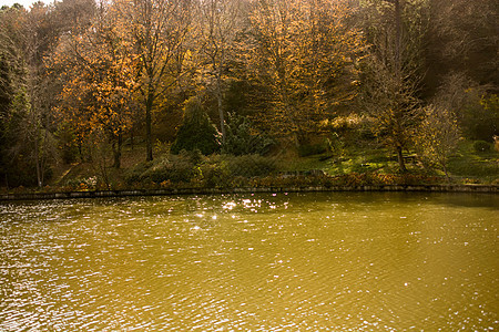 叶纹理和水背景 干树叶质地环境植物叶子季节公园池塘地面木头森林植物学图片
