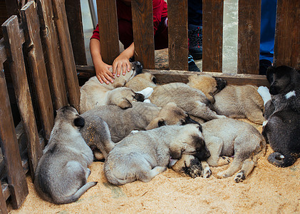 土耳其饲养的牧羊狗小狗Kangal作为看守狗男性国家乡村家畜动物牧羊人纯种狗主题血统火鸡图片