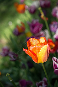 春天的郁金地花朵美丽的郁金香植物花园香味植物群季节场地花瓣活力绿色叶子图片